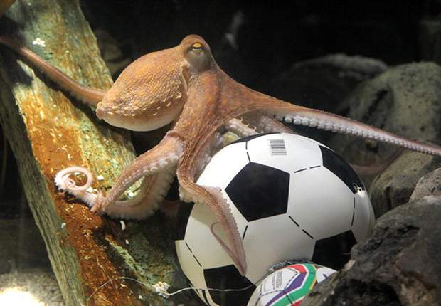 Iran president Mahmoud Ahmadinejad launches scathing attack on 'symbol of western decadence' Paul the Octopus