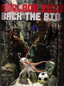 Octupus Paul