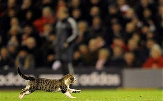 liverpool cat