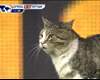 What we learned this week: Suarez's kung-fu aside, Liverpool are so boring they can be upstaged by a cat