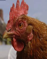 YouTube - Chicken 1