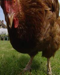YouTube - Chicken 5