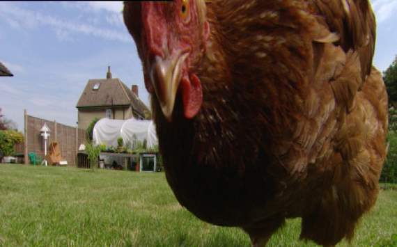 'Spain pack the midfield like a bargain bucket' - Kev the psychic chicken from Kiev talks Euro 2012