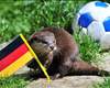 Extra Time: Marten invades Swiss match & causes chaos