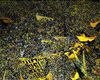 Borussia Dortmund: Aus der Fast-Insolvenz nach Wembley