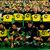 La Champions del Borussia 1997
