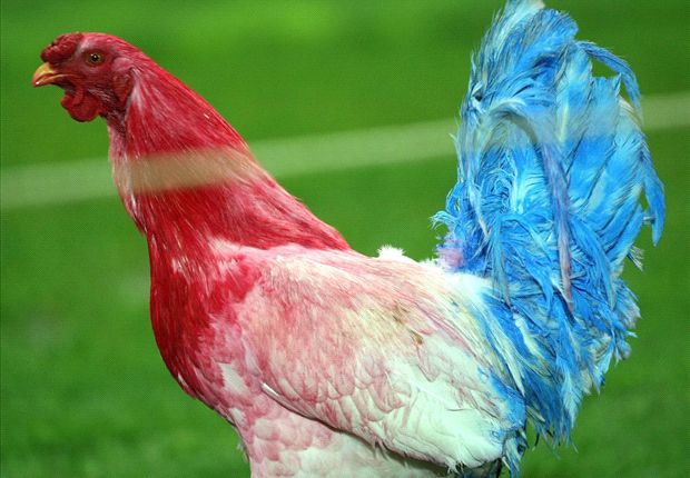 Why The Gallic Rooster Is The Symbol Of The France National Team Goal