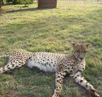 De Wildt Cheetah Reserve - South Africa