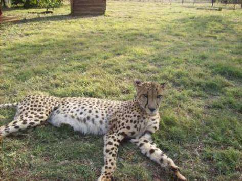 De Wildt Cheetah Reserve - South Africa