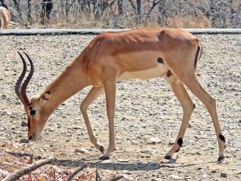 Impala At Kruger National Park (mediaclubsouthafrica)